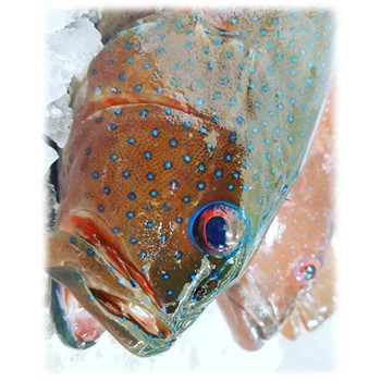 Coral Trout Whole, QLD