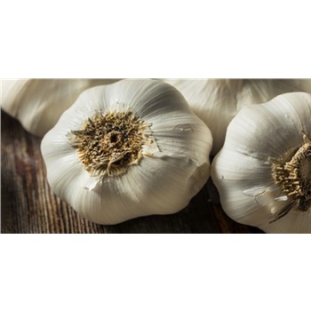 Garlic Russian