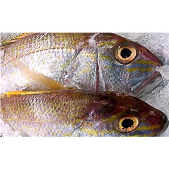 Goldband snapper NT - whole ~2kg