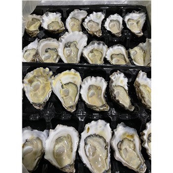 Oysters Sydney Rock Medium Dozen