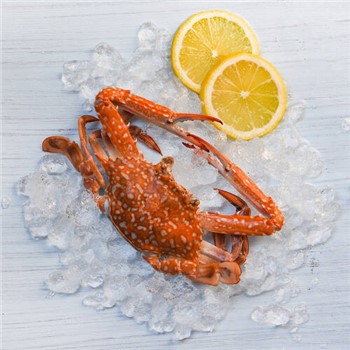 Blue Swimmer Crab Fresh Cooked ~300g ea