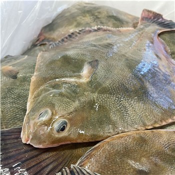 Flounder whole NZ ~ 600g