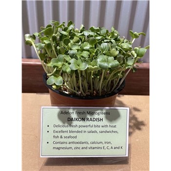 Microgreens - Daikon Radish