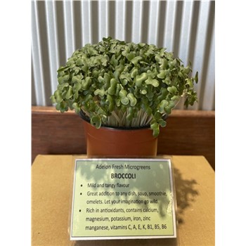 Microgreens - Broccoli 